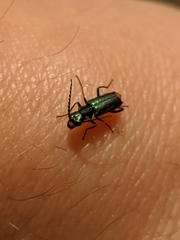 Clanoptilus abdominalis