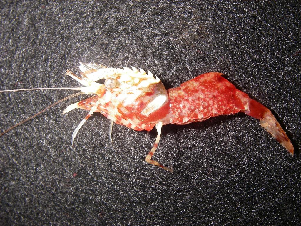 Parrot Shrimp