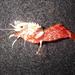 Parrot Shrimp - Photo (c) aaronbaldwin, some rights reserved (CC BY-NC), uploaded by aaronbaldwin