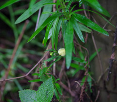 Calceolaria hyssopifolia
