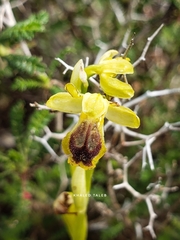 Ophrys lutea galilaea