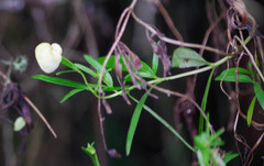 Calceolaria hyssopifolia