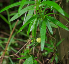 Calceolaria hyssopifolia