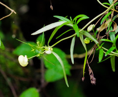 Calceolaria hyssopifolia