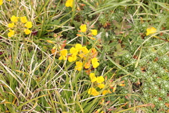 Hippocrepis