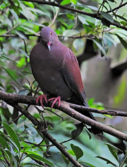 Patagioenas