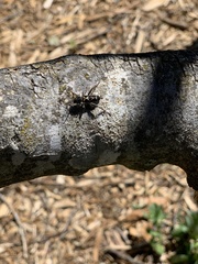 Neoclytus conjunctus