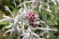 Cynoglossum magellense