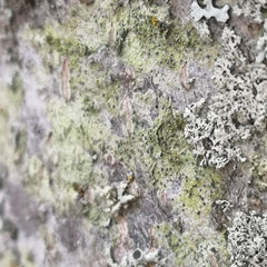 Chrysothrix caesia