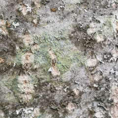 Chrysothrix caesia