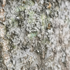Chrysothrix caesia