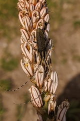 Agapanthia asphodeli
