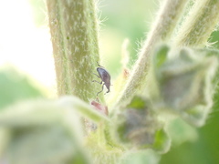 Malvapion malvae