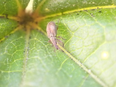 Malvapion malvae