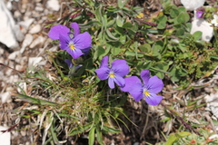 Viola eugeniae