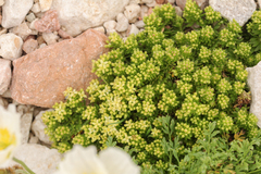 Galium magellense