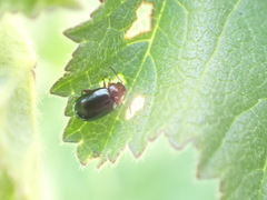 Podagrica fuscicornis