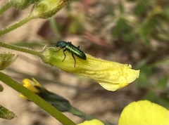 Psilothrix viridicoerulea