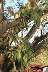 Epiphyllum thomasianum