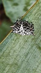 Isoxya cicatricosa