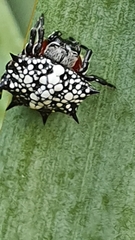 Isoxya cicatricosa
