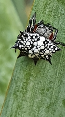 Isoxya cicatricosa