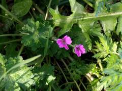 Geranium molle