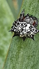 Isoxya cicatricosa