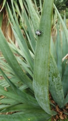 Isoxya cicatricosa