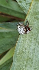 Isoxya cicatricosa