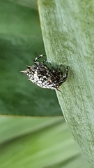 Isoxya cicatricosa