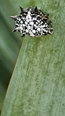 Isoxya cicatricosa