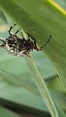 Isoxya cicatricosa