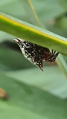 Isoxya cicatricosa