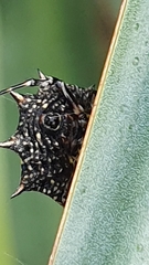Isoxya cicatricosa