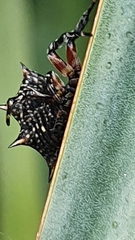 Isoxya cicatricosa