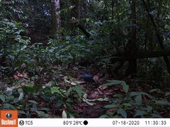 Cryptoleucopteryx plumbea