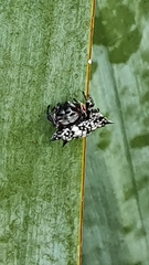 Isoxya cicatricosa