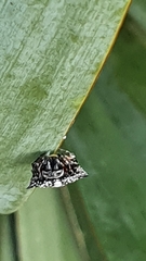 Isoxya cicatricosa