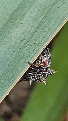 Isoxya cicatricosa