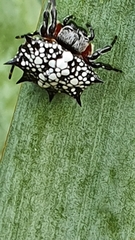 Isoxya cicatricosa