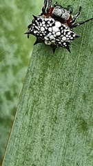 Isoxya cicatricosa