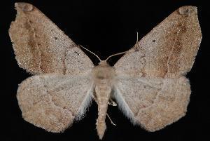 Prochoerodes forficaria