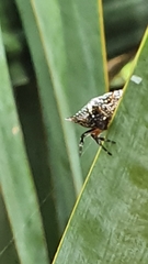Isoxya cicatricosa
