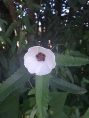 Angiospermae