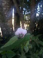 Angiospermae