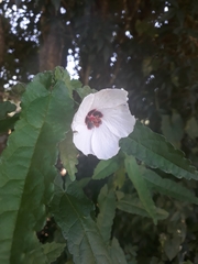Angiospermae