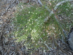 Olearia decurrens