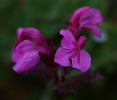 Pedicularis rostratocapitata