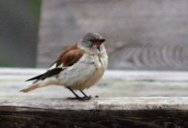White-winged Snowfinch